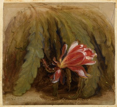 Cactus in Blossom by William Sidney Mount